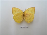 藏品(遷粉蝶)的圖片